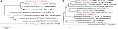 Highly efficient degradation of cypermethrin by a co-culture of Rhodococcus sp. JQ-L and Comamonas sp. A-3